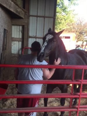 Equine Facilitated Learning session showing Smokey the horse with a client