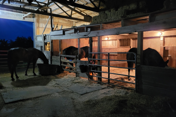 Horses gathered together in a peaceful setting