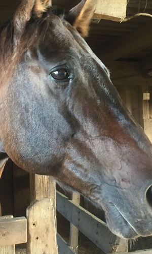 Shaman, a gentle giant horse and wise elder of the Celtic Medicine Horse herd, standing peacefully in a natural setting