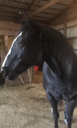 Smokey, a black horse and protective guardian of the Celtic Medicine Horse herd