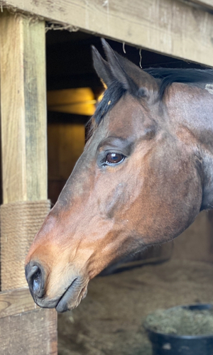 TJ, a bay horse and playful member of the Celtic Medicine Horse herd